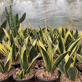 تصویر 3 از سانسوریا گلد فلیم ویژه دکوراسیون خانگی و دفاتر مدرن