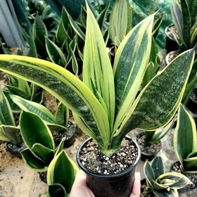 تصویر 4 از سانسوریا گلد فلیم ویژه دکوراسیون خانگی و دفاتر مدرن