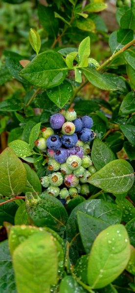 تولید نهال بلوبری دوساله میوه دار + فروش نهال بلوبری دوساله