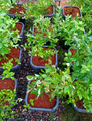 تصویر 1 از تولید نهال بلوبری دوساله میوه دار + فروش نهال بلوبری دوساله