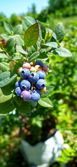 تصویر 3 از لیست قیمت نهال بلوبری دوساله میوه دار + بستر کشت تخصصی بلوبری