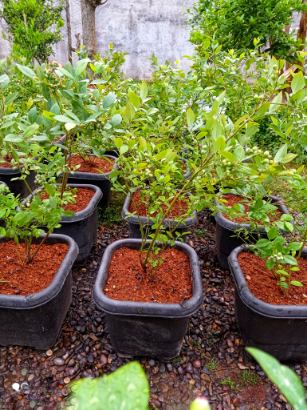 تصویر 5 از لیست قیمت نهال بلوبری دوساله میوه دار + بستر کشت تخصصی بلوبری