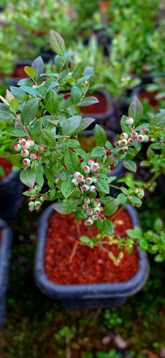 تولید نهال بلوبری دوساله میوه دار پیوندی + مشاوره صفرتاصد احداث مزرعه بلوبری