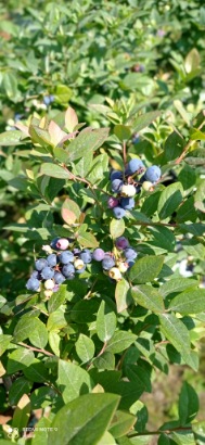 تصویر 4 از تولید نهال بلوبری دوساله میوه دار پیوندی + مشاوره صفرتاصد احداث مزرعه بلوبری