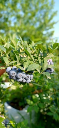 تصویر 5 از تولید نهال بلوبری دوساله میوه دار پیوندی + مشاوره صفرتاصد احداث مزرعه بلوبری