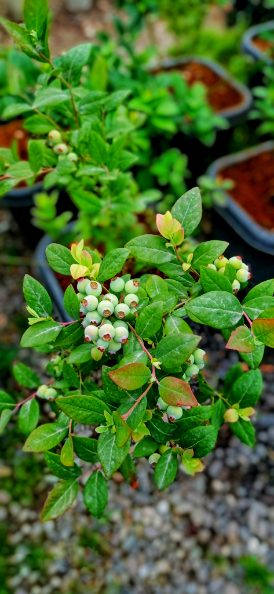 تصویر 2 از تولید نهال بلوبری دوساله میوه دار پیوندی + مشاوره صفرتاصد احداث مزرعه بلوبری