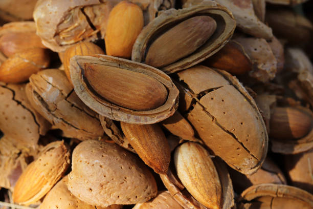 بادام درختی ایوب ارگانیک و خشک با رطوبت کنترل‌ شده