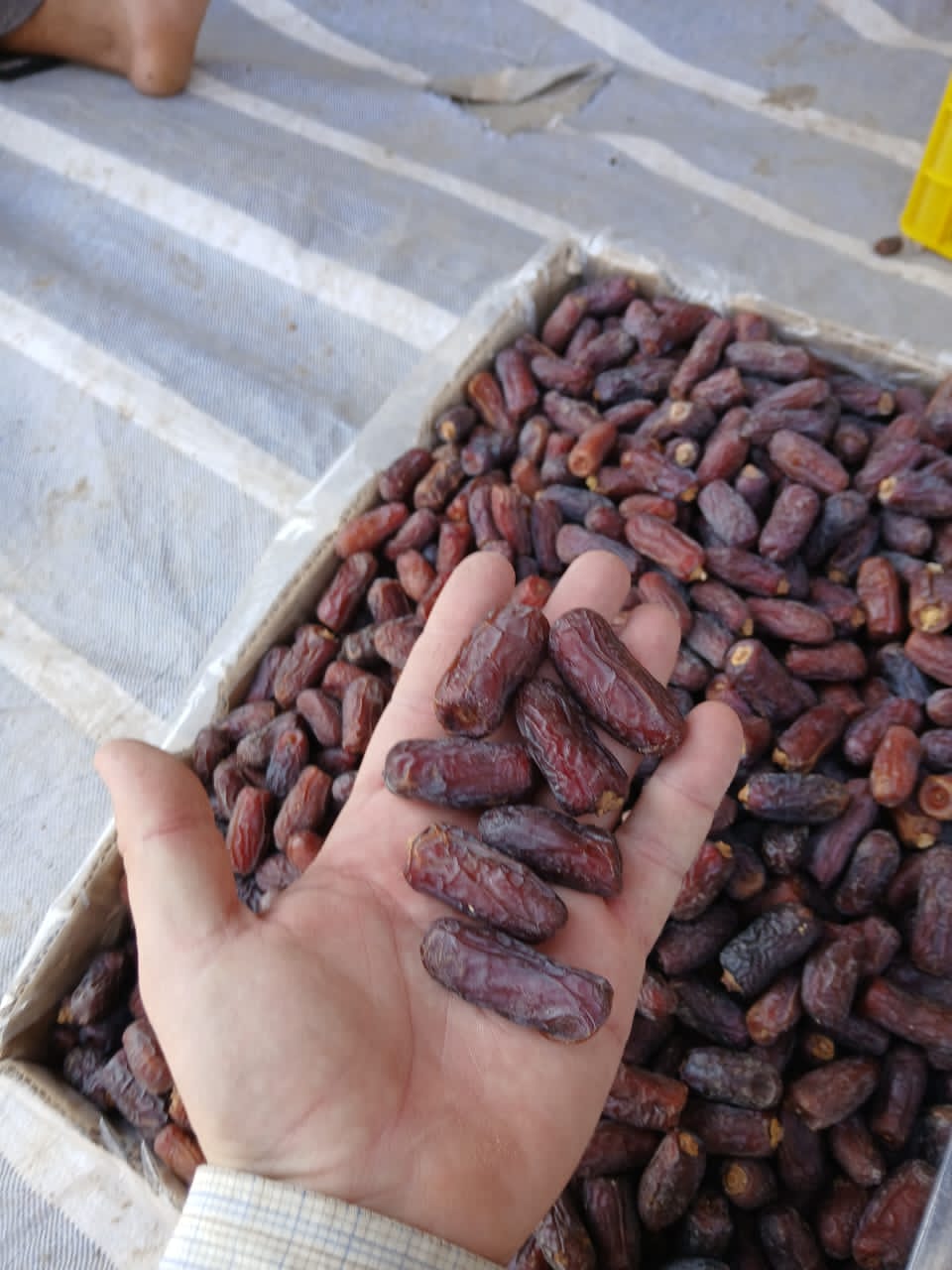 تصویر 2 از خرما پیارم لوکس تازه و تر وارداتی