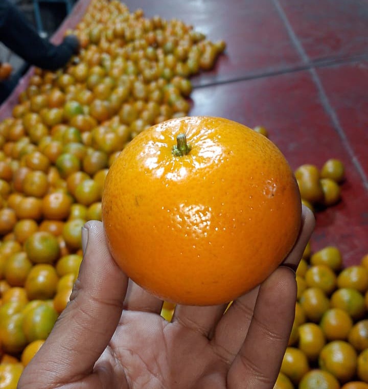 قیمت نارنگی واردات پاکستان ویژه خرید صادراتی