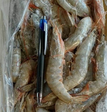 قیمت میگو صادراتی خلیج فارس + فروش ویژه