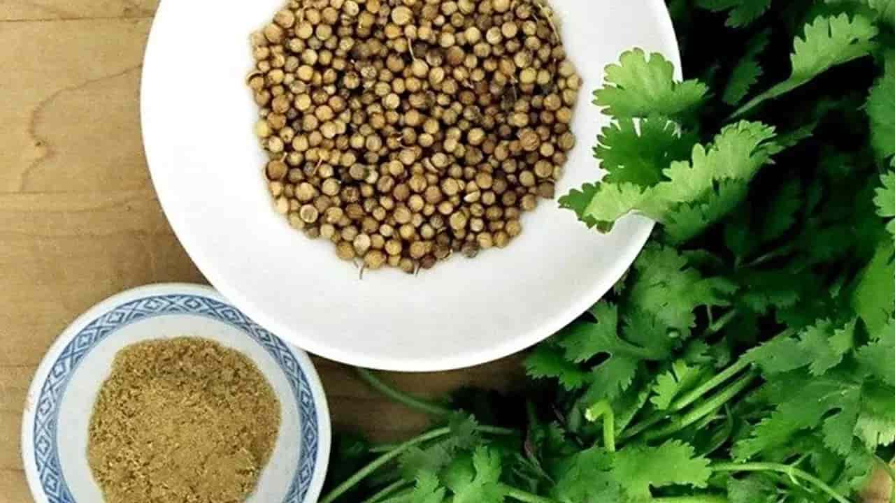 تخم گشنیز گل مناسب مصارف خانگی و آشپزی