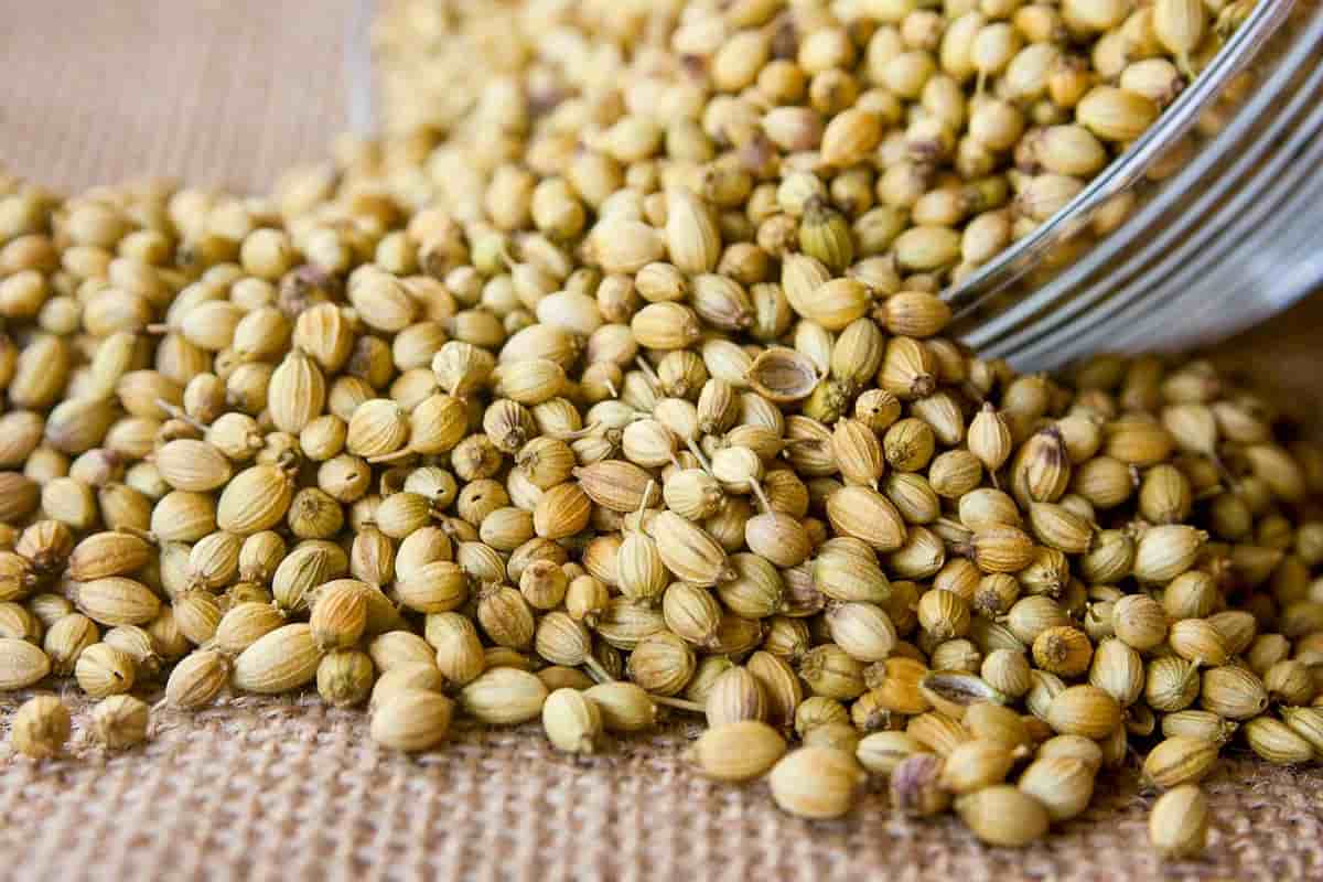 تصویر 2 از تخم گشنیز افغانی تازه و دارای عطر اصیل