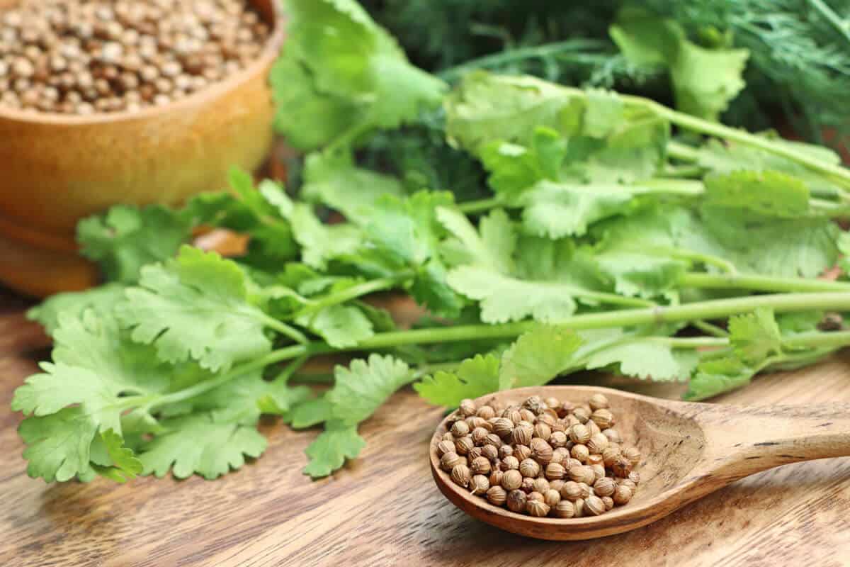 تخم گشنیز همدان قابل استفاده برای ادویه‌ و چاشنی