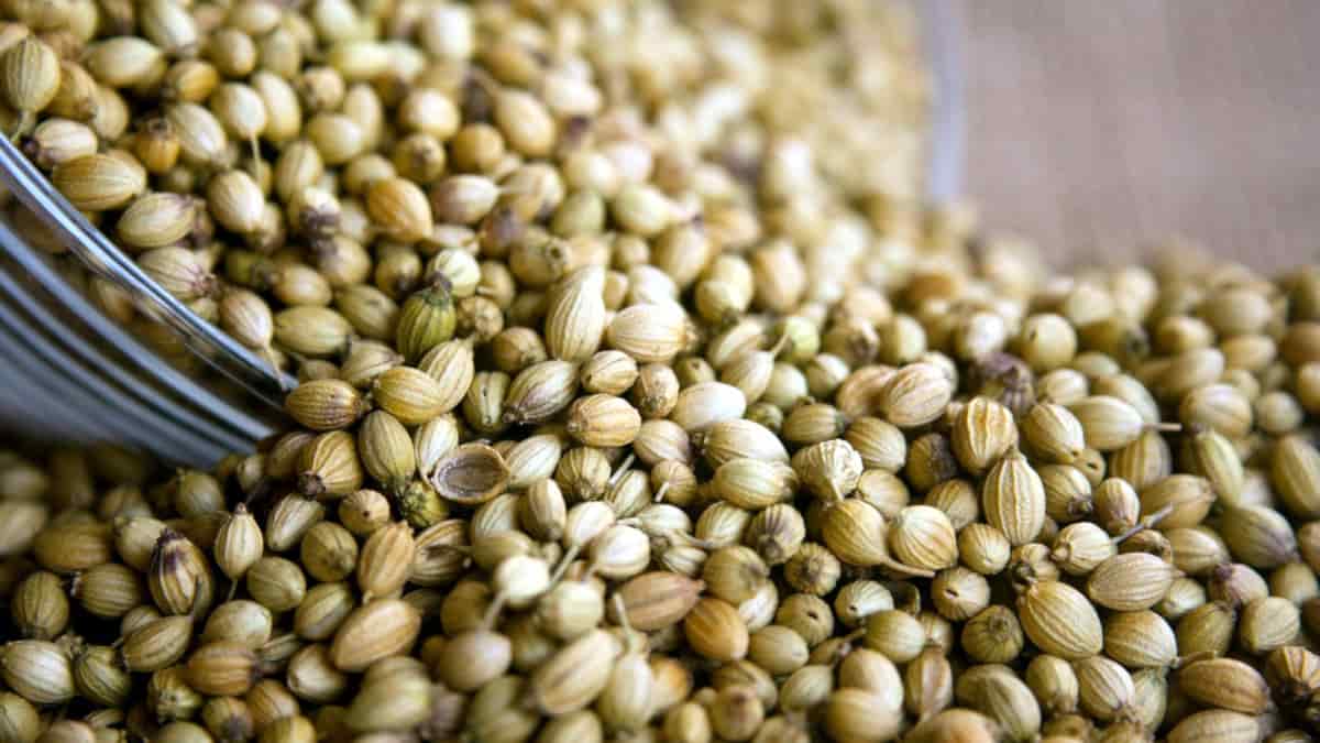 تصویر 3 از تخم گشنیز لاهیجان با دانه‌ های یکدست و سالم