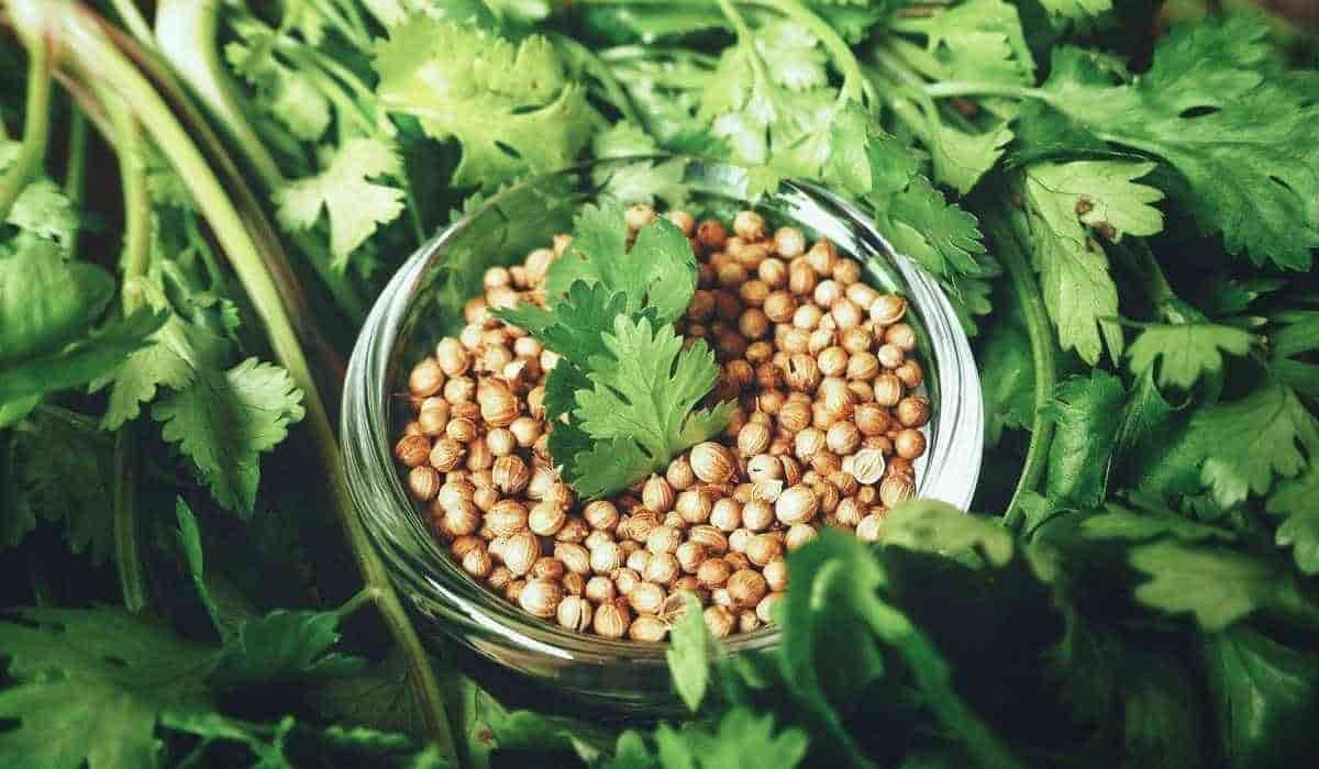 تخم گشنیز ساری محصول کشاورزی منطقه‌ ای