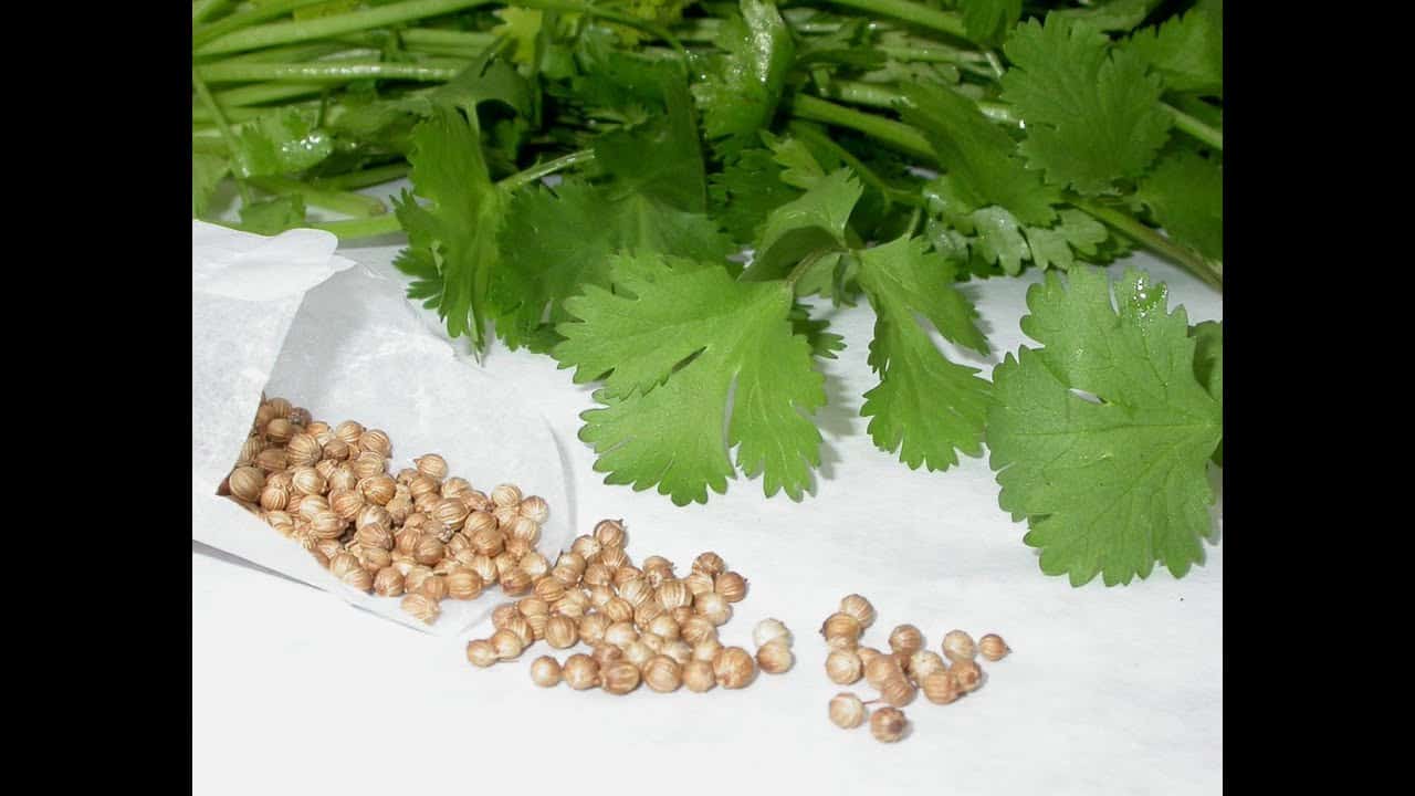 تصویر 4 از تخم گشنیز سبز با طعم طبیعی و ملایم