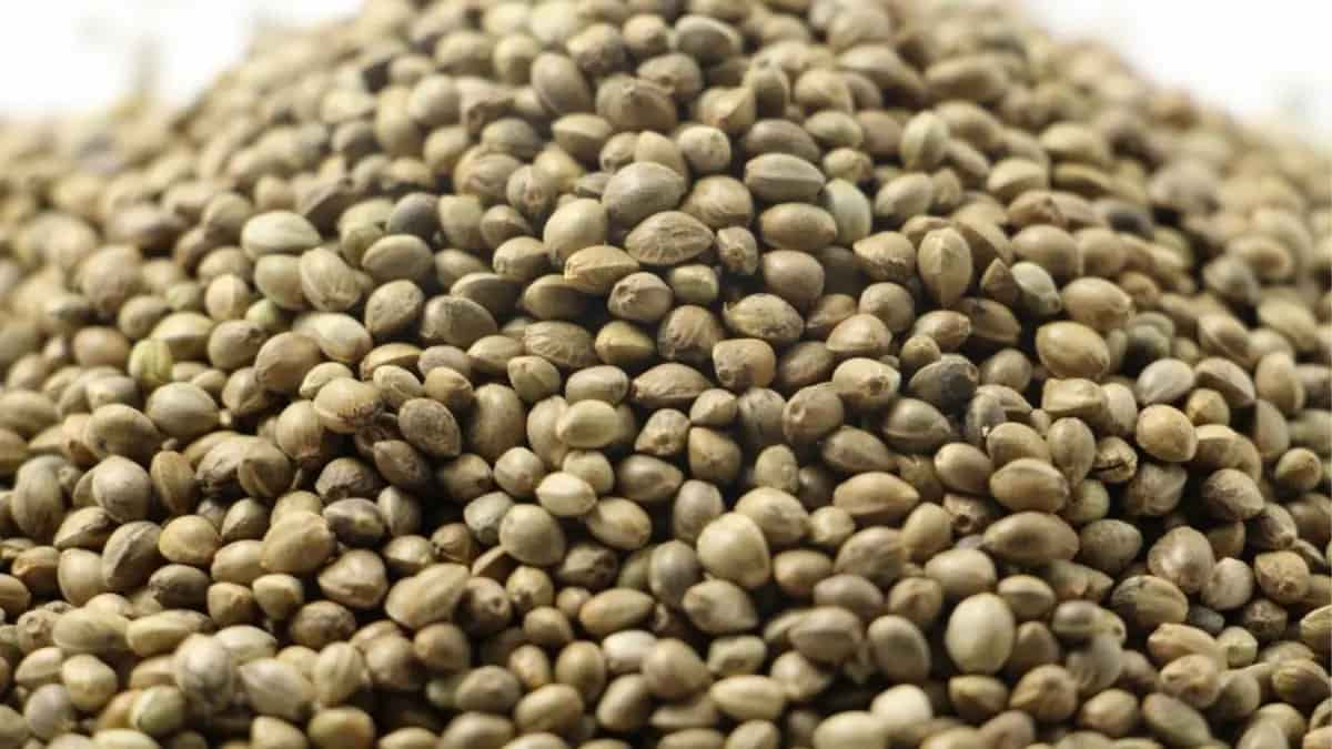 تخم گشنیز سیاه دارای دانه‌ های خوش‌ رنگ