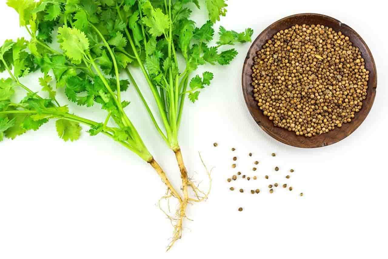 تصویر 1 از تخم گشنیز سیاه دارای دانه‌ های خوش‌ رنگ