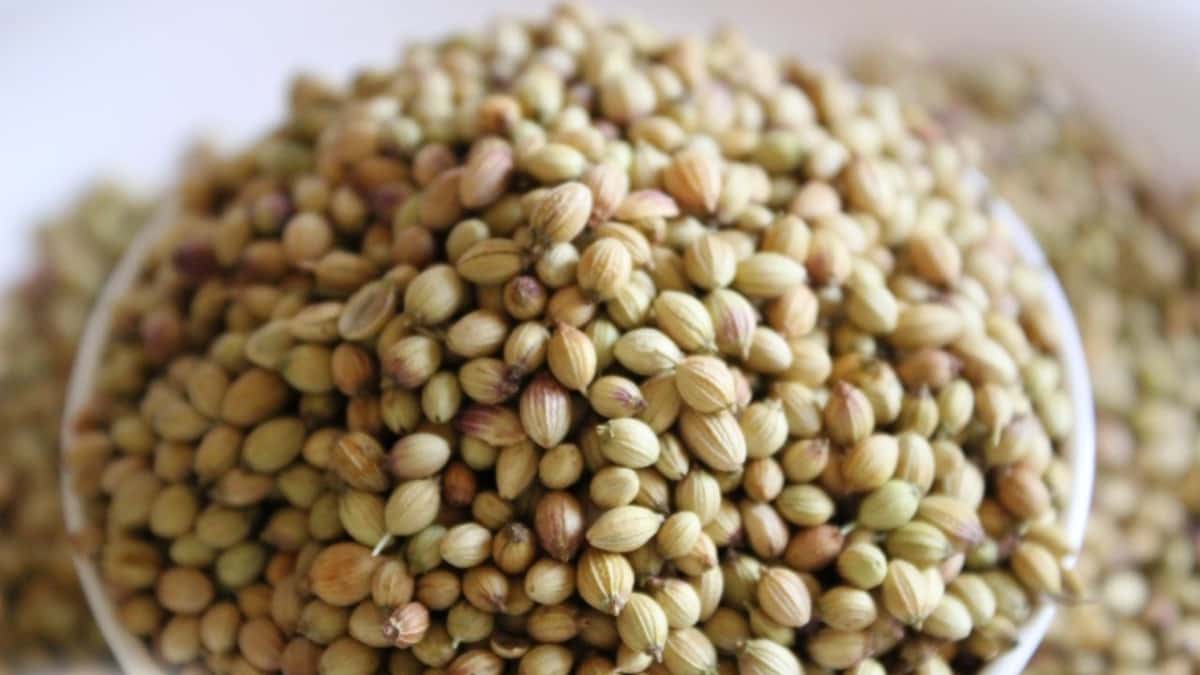 تصویر 2 از تخم گشنیز سیاه دارای دانه‌ های خوش‌ رنگ