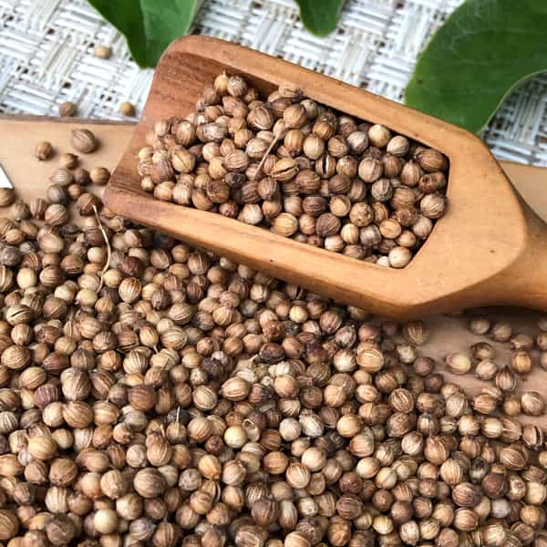 تصویر 3 از تخم گشنیز سیاه دارای دانه‌ های خوش‌ رنگ