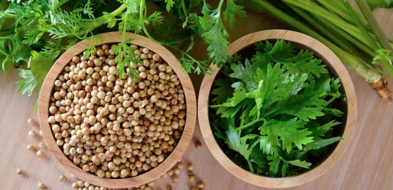 تصویر 2 از تخم گشنیز تنکابن مناسب برای صنایع غذایی