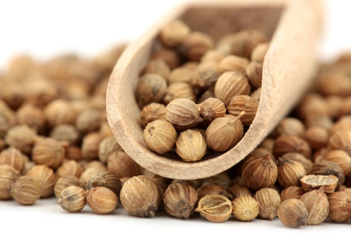 تخم گشنیز هلندی دارای خواص طبیعی و مفید