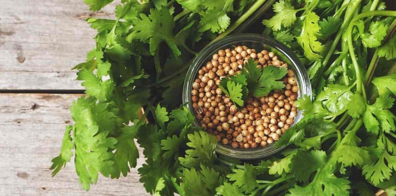 تخم گشنیز تبریز پاک‌ شده و بومی