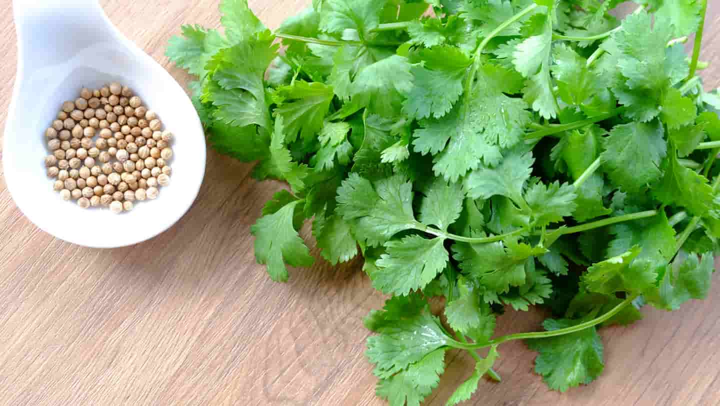 تصویر 3 از تخم گشنیز تبریز پاک‌ شده و بومی