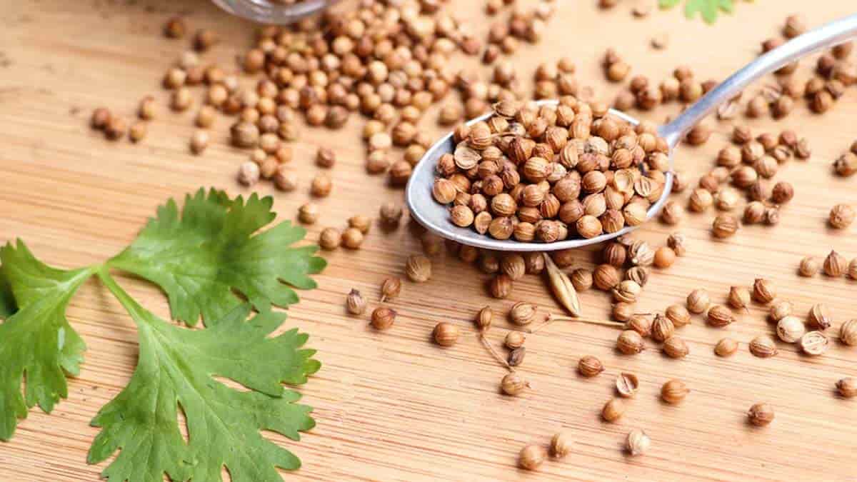 تخم گشنیز اندرزگو با دانه های درشت و اصیل