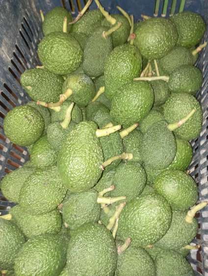 آووکادو قیمت روز + خرید مستقیم آووکادو تازه از مزرعه با ارسال سریع و تضمین کیفیت