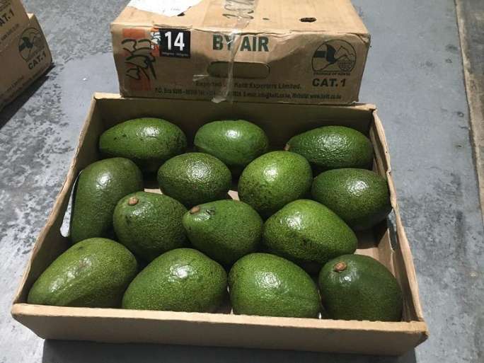 تصویر 1 از آووکادو قیمت روز + خرید مستقیم آووکادو تازه از مزرعه با ارسال سریع و تضمین کیفیت