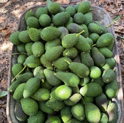 تصویر 3 از آووکادو قیمت روز + خرید مستقیم آووکادو تازه از مزرعه با ارسال سریع و تضمین کیفیت