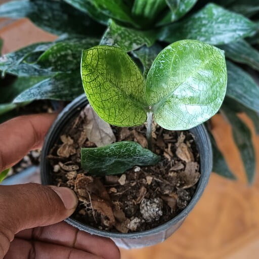 زاموفیلیا هلندی با برگ‌ های سبز پهن و مقاوم