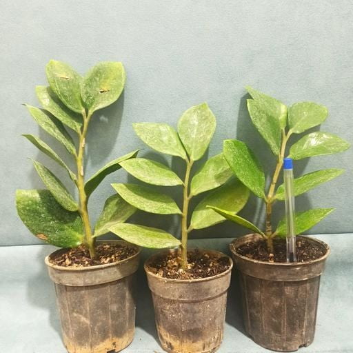 تصویر 1 از زاموفیلیا هلندی با برگ‌ های سبز پهن و مقاوم