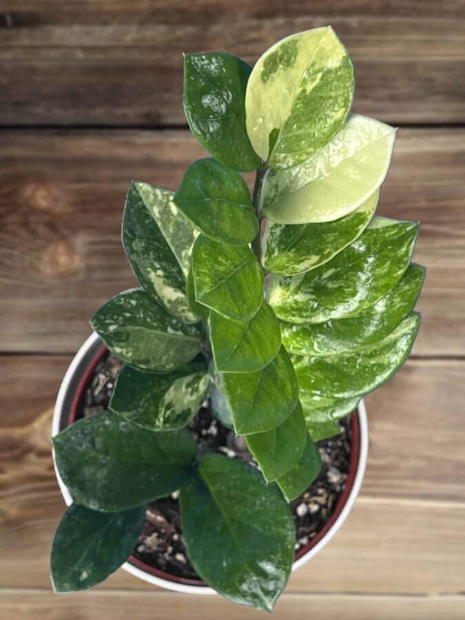 تصویر 2 از زاموفیلیا هلندی با برگ‌ های سبز پهن و مقاوم