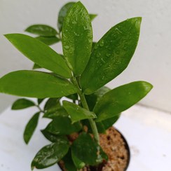 تصویر 3 از زاموفیلیا هلندی با برگ‌ های سبز پهن و مقاوم