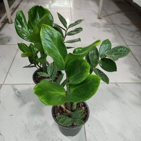 تصویر 4 از زاموفیلیا هلندی با برگ‌ های سبز پهن و مقاوم