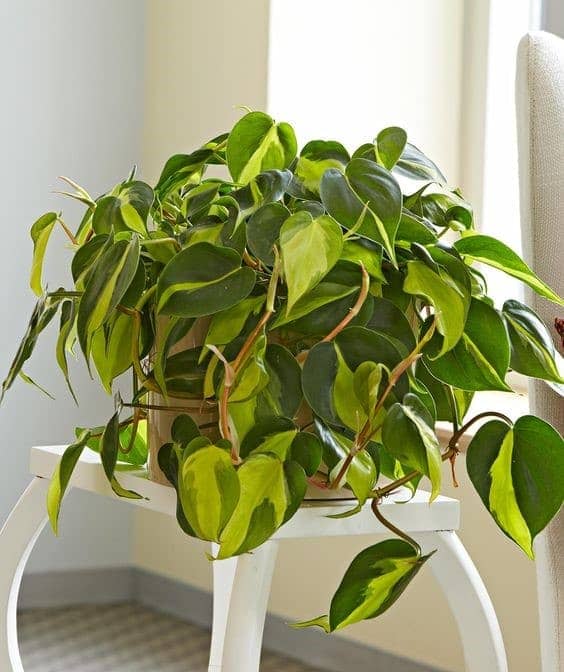 پتوس جید مناسب محیط‌ های داخلی با نور متوسط