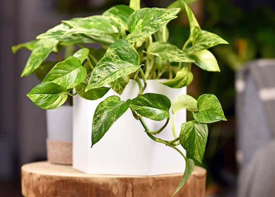 تصویر 1 از پتوس جید مناسب محیط‌ های داخلی با نور متوسط