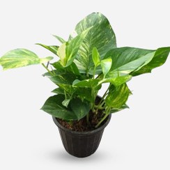 تصویر 3 از پتوس جید مناسب محیط‌ های داخلی با نور متوسط