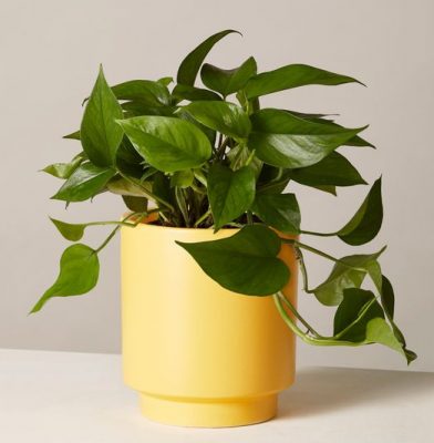 تصویر 4 از پتوس جید مناسب محیط‌ های داخلی با نور متوسط