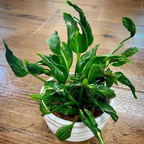 پتوس شانگریلا مناسب محیط‌ های نیمه‌ سایه و دفاتر