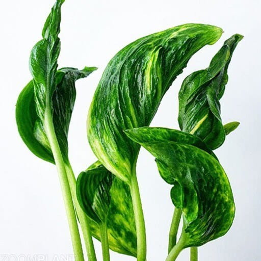 تصویر 1 از پتوس شانگریلا مناسب محیط‌ های نیمه‌ سایه و دفاتر