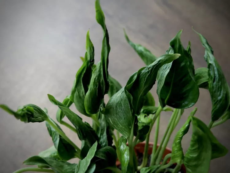 تصویر 2 از پتوس شانگریلا مناسب محیط‌ های نیمه‌ سایه و دفاتر