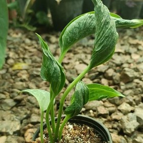 تصویر 3 از پتوس شانگریلا مناسب محیط‌ های نیمه‌ سایه و دفاتر