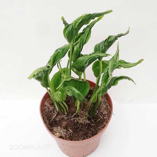 تصویر 4 از پتوس شانگریلا مناسب محیط‌ های نیمه‌ سایه و دفاتر