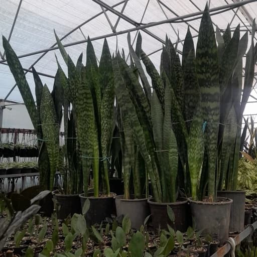 سانسوریا پوست ماری غول پیکر با رشد آهسته و مراقبت ساده