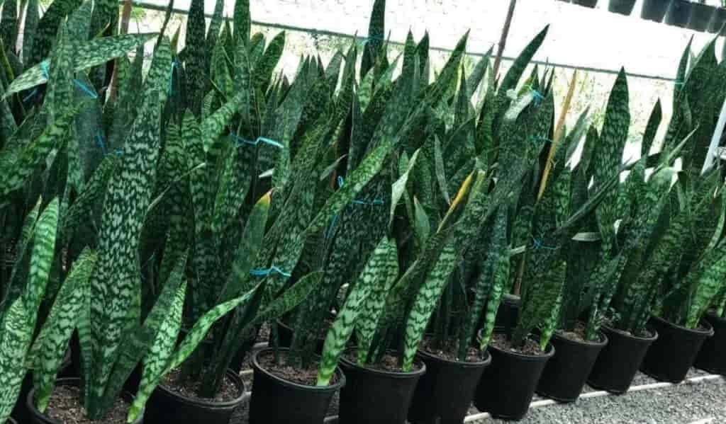 تصویر 2 از سانسوریا پوست ماری غول پیکر با رشد آهسته و مراقبت ساده