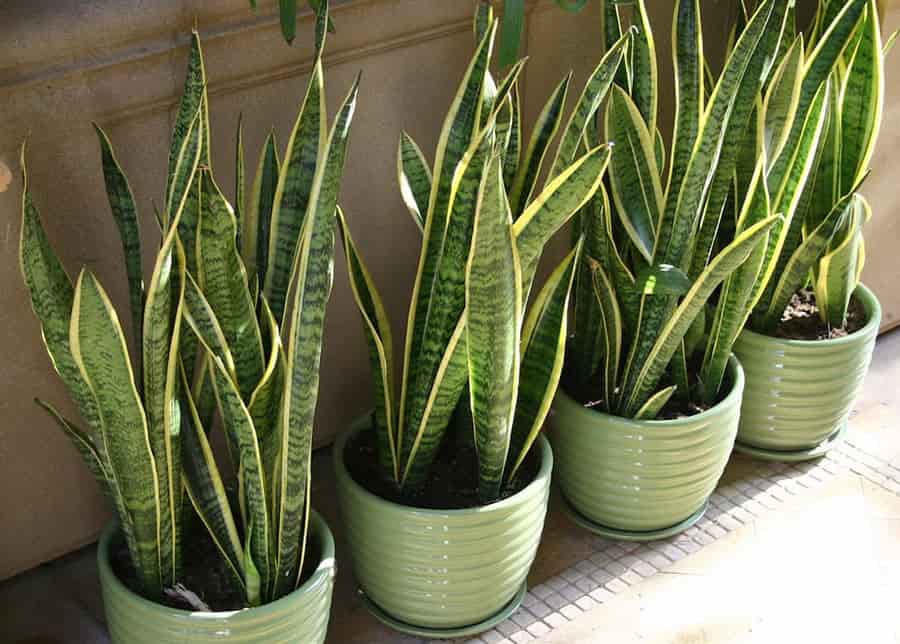 تصویر 3 از سانسوریا پوست ماری غول پیکر با رشد آهسته و مراقبت ساده