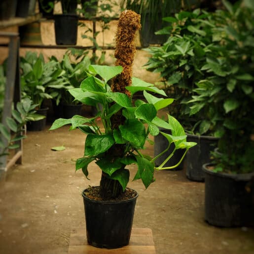 پتوس خزه‌ ای با برگ‌ های نرم و پوشش طبیعی